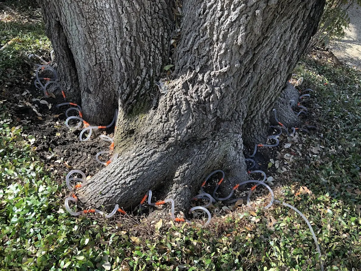 Detailed Tree Cabling and Bracing job site in Beechmont