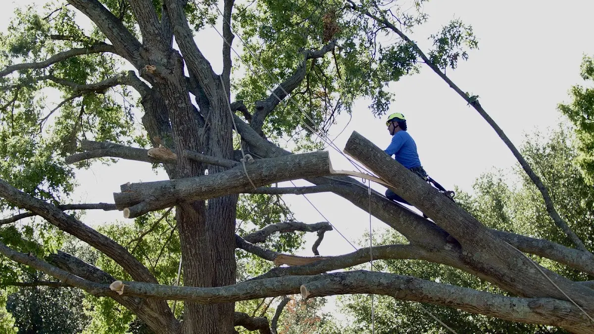 Professional Crown Thinning performed by certified arborists in Beechmont